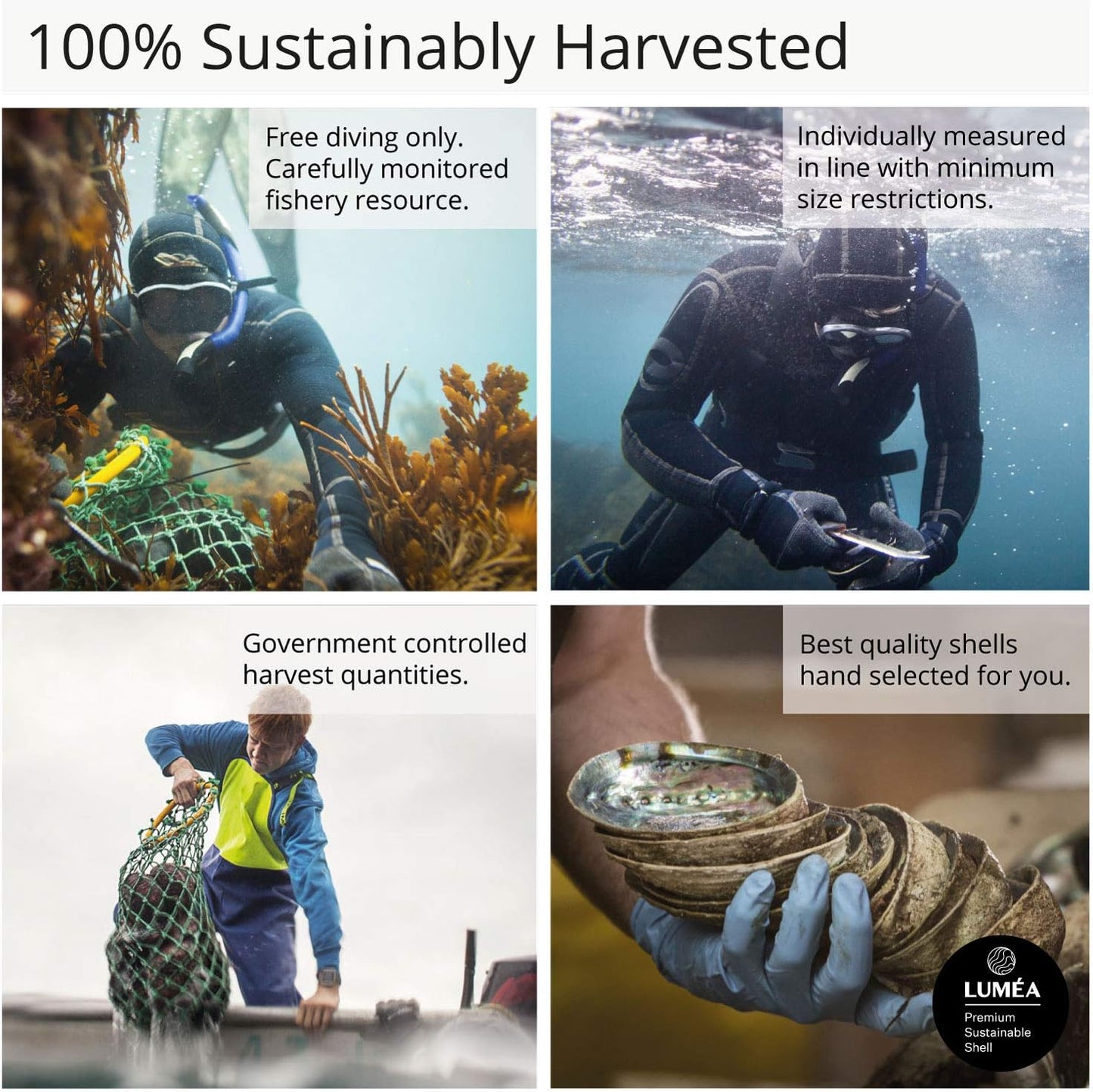 Natural Abalone (Pāua) Shell, with Stand,6-6.5 Inches,Supreme for Smudging,Cleansing Home,Meditation,Shell Crafts,Incense Holder,100% Natural, Sustainably Sourced by Ocean Shell Studios NZ