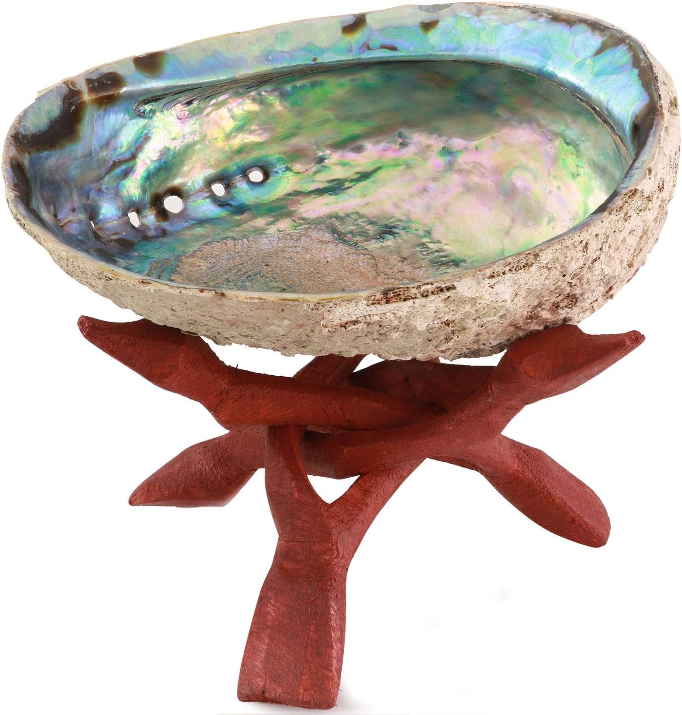 Natural Abalone (Pāua) Shell, with Stand,6-6.5 Inches,Supreme for Smudging,Cleansing Home,Meditation,Shell Crafts,Incense Holder,100% Natural, Sustainably Sourced by Ocean Shell Studios NZ