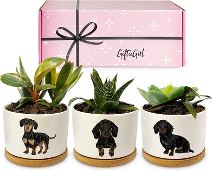 Dachshund Gifts for Women - Perfect for Birthday or Christmas, Our Weiner Dog Succulent Planters Are Unforgettable Daschund Gifts for Women and Arrive Beautifully Gift Boxed for Christmas