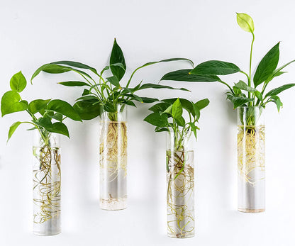 Wall-Mounted Plant Terrarium Propagation Station - 4 Cylinder Hanging Glass Tubes Planter for Hydroponic Plants, Indoor Wall Vases & Decorative Plant Holder Bathroom Office Living Room Decor